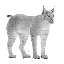White Lynx Decoration Pet icon.png
