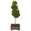Tabletop Common Aspen Tree icon.png