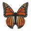 Giant Monarch Butterfly Decoration Pet icon.png