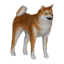 Shiba Inu Dog Decoration Pet icon.png