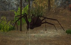 Ferocious Brown Spider 2.jpg