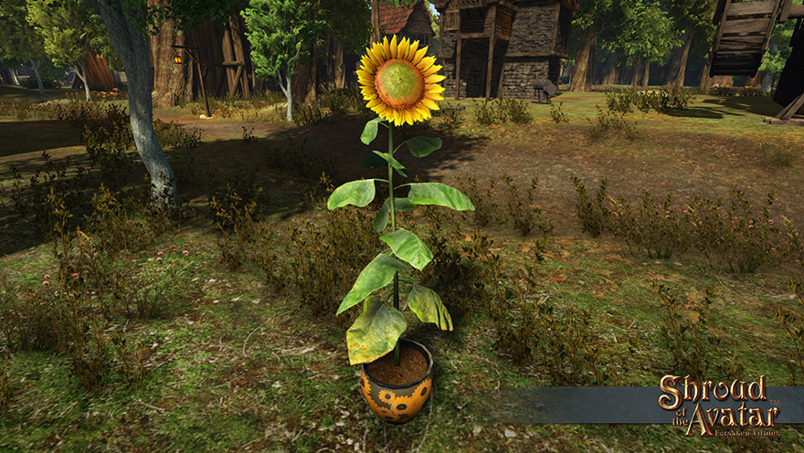 Item login sunflower potted.jpg