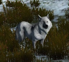 Ferocious Arctic Wolf 2.jpg