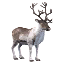 Taming Reindeer Call icon.png