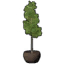 Potted Common Aspen Tree icon.png