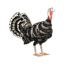 Banded Turkey 2017 Decoration Pet icon.png