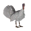 White Turkey icon.png