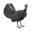 2016 Speckled Turkey icon.png