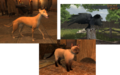 Founder Tier Pets.png