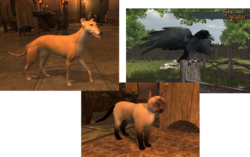 Founder Tier Pets.png
