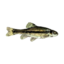 Minnow icon.png