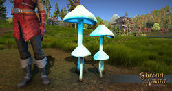 Sota glowing mushroom unpotted blue.jpg