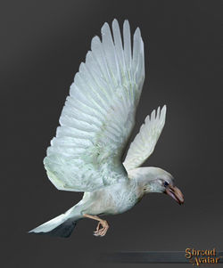 SotA White Raven Pet.jpg