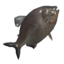 Pacu icon.png