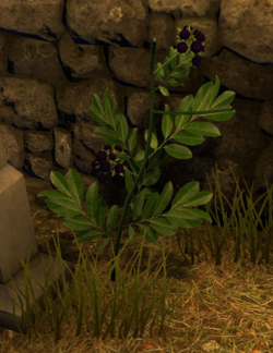 Nightshade Plant.png