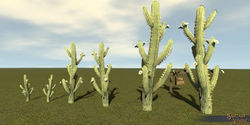 SotA Plant Cactus Saguaro MultiBranch 6Pack.jpg