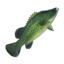 Cod icon.png
