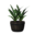 Plant (Laurentii)