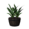 Plant (Laurentii)