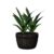 Plant (Laurentii) icon.png