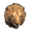 Pristine Lion Head