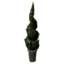Hedge Spiral Tree.png