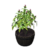 Plant02 icon.png