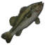 Spotted Bass icon.png