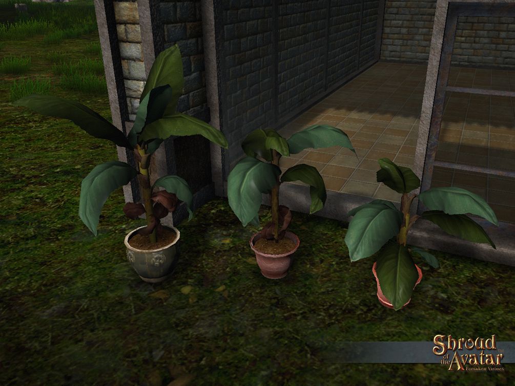 SS 4Elg Bananaplants A.jpg