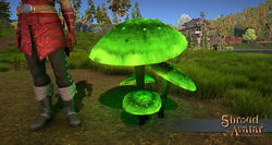 Sota glowing mushroom unpotted green.jpg