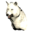 Pristine Arctic Wolf Head
