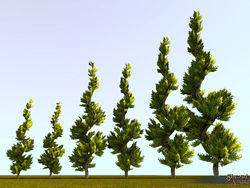 SotA Juniper Topiary Tree.jpg
