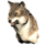Pristine Desert Wolf Head