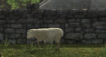Single sheep, found in a flock in <!--LINK'" 0:0-->