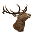 Stag Head.png