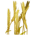 Barley icon.png