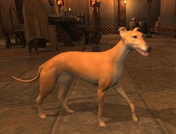 SotA FounderTier Pet Greyhound.jpg