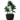 Plant01 icon.png