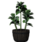 Plant (Dracaena)