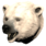 Pristine Polar Bear Head