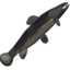 Black Trout icon.png
