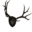Mounted Stag Antlers