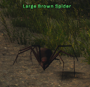 Large Brown Spider 3.jpg