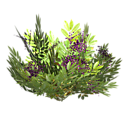 Royal Elderberry Bush - Shroud of the Avatar Wiki - SotA