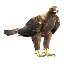 Eagle Decoration Pet icon.png