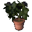 Potted Cherry Pie Plant (Heliotrope) icon.png