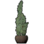 Potted Juniper Tree icon.png