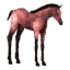 Roan Foal icon.png