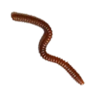 Red Worm - Shroud of the Avatar Wiki - SotA