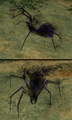 Thumbnail for version as of 20:33, 18 March 2026